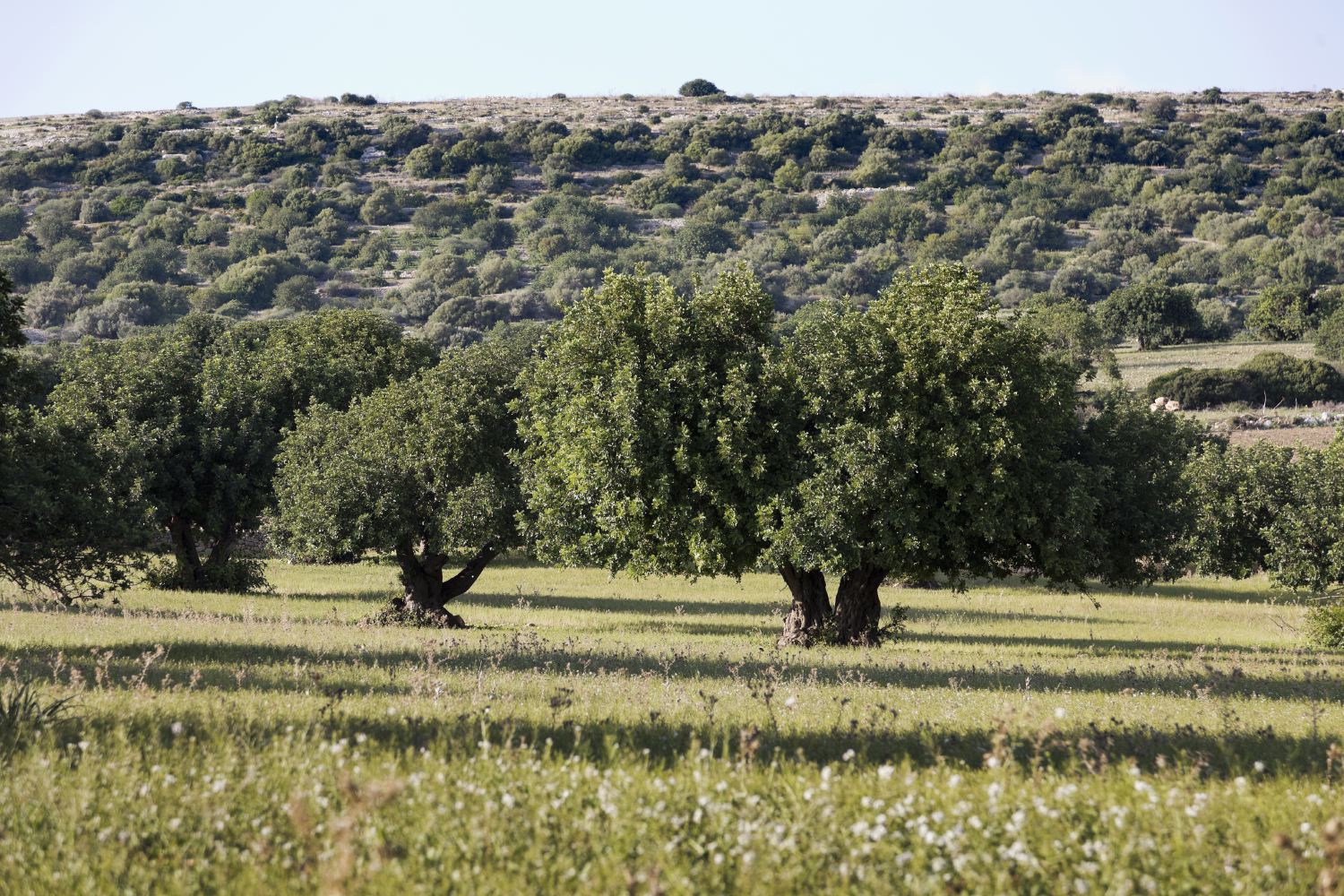 Carob tree experimental plantation LBG Sicilia Ingredients