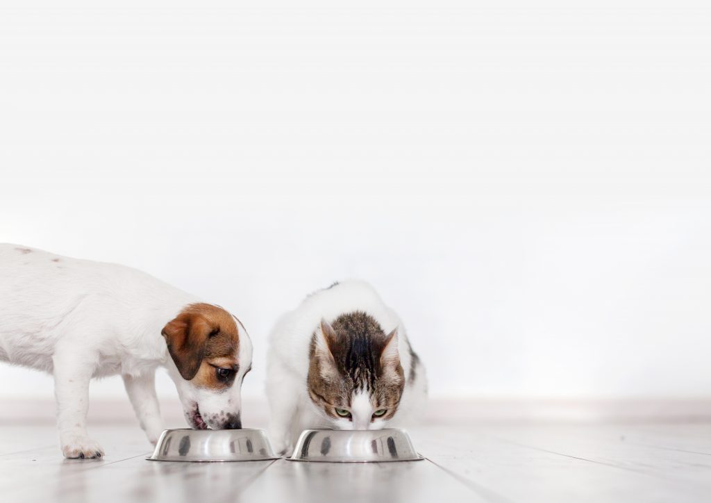 Pet enjoying food – improved with locust bean gum stabilizer